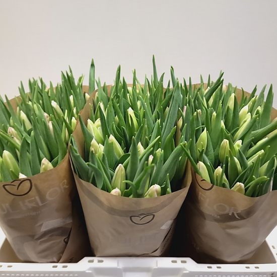 categorie tulpen enkel