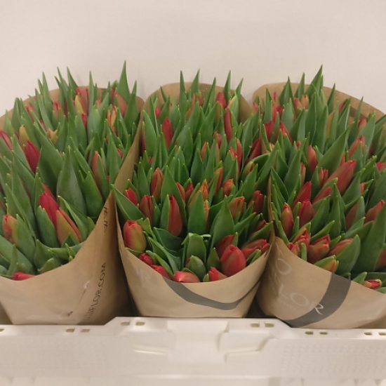 categorie tulpen enkel